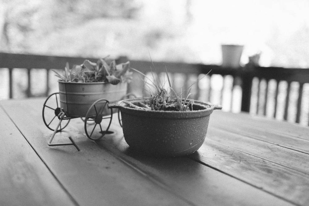 My mother's potted plants