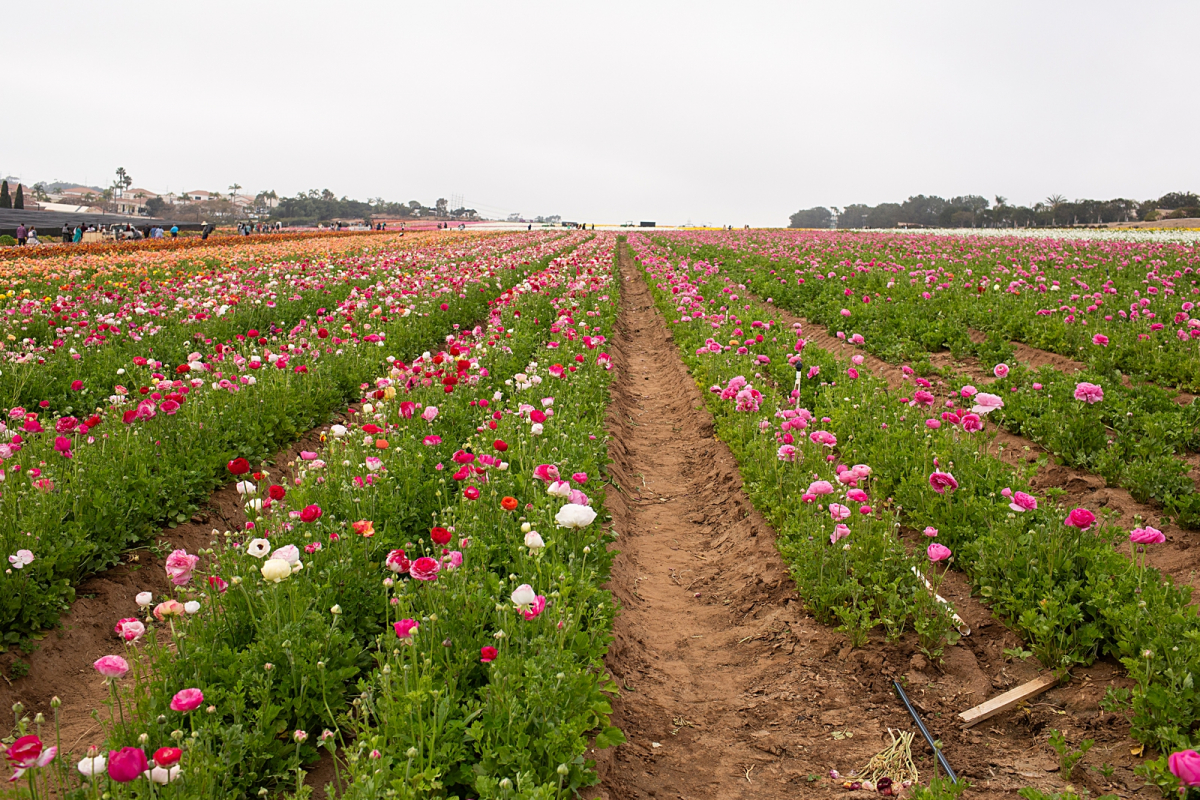The Flower Fields Carlsbad | Visit California Newport & Carlsbad Family Travel